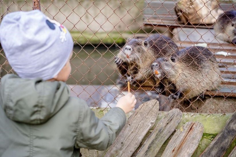 the sign of the beaver pdf